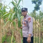 Polsek Tambakboyo Dampingi Panen Jagung Warga, Perkuat Ketahanan Pangan Desa Dasin
