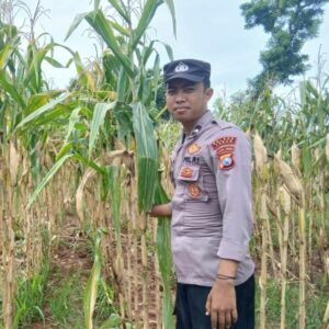 Polsek Tambakboyo Dampingi Panen Jagung Warga, Perkuat Ketahanan Pangan Desa Dasin