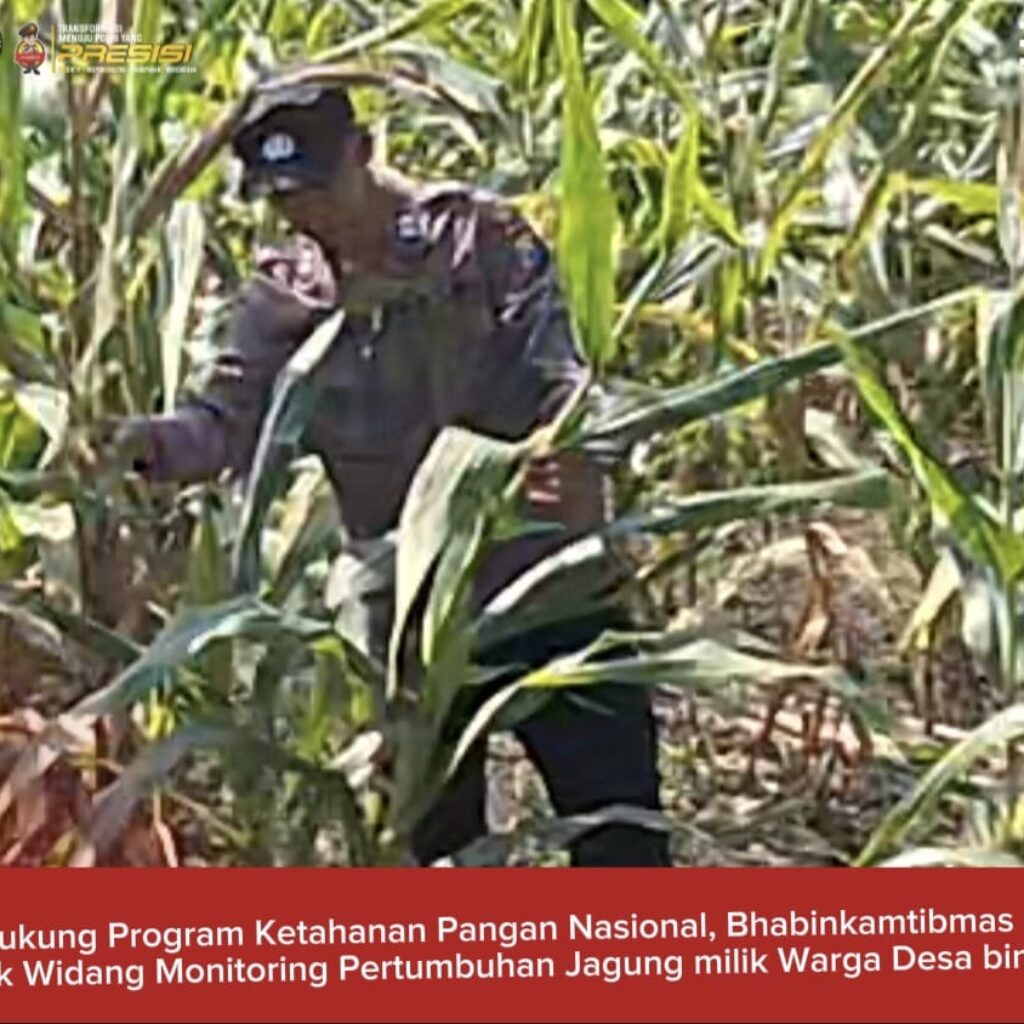 Mendukung Program Ketahanan Pangan, Bhabinkamtibmas Monitoring Pertumbuhan Jagung