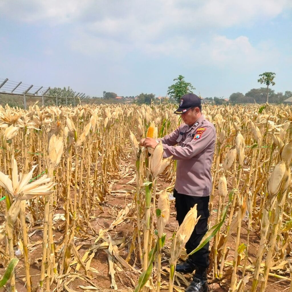 Polri Dukung Astacita, Polsek jenu Polres Tuban Turun Cek Tanaman Jagung Warga di Desa Sumurgeneng