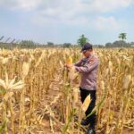 Polri Dukung Astacita, Polsek jenu Polres Tuban Turun Cek Tanaman Jagung Warga di Desa Sumurgeneng