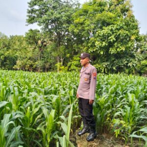 Polsek Plumpang Polresta Tuban Turun Langsung Cek Tanaman Jagung Warga