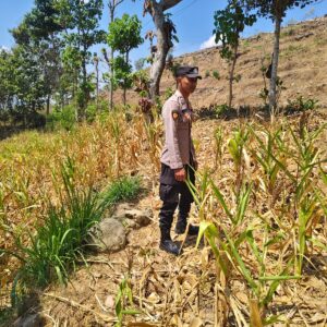 Polsek Grabagan Polresta Tuban Turun Langsung Cek Tanaman Jagung Warga