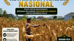 Polri Dukung Astacita, Polsek Semanding Polresta Tuban Turun Cek Tanaman jagung milik Warga di Desa Ngino