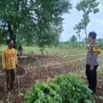 Bhabinkamtibmas Polsek Tambakboyo Dampingi Petani, Dukung Ketahanan Pangan di Lahan Ladang