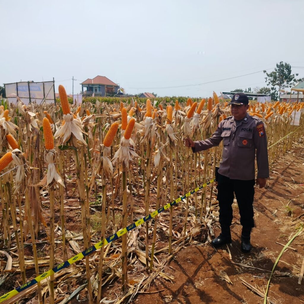 Polri Dukung Astacita, Polsek jenu Polres Tuban Turun Cek Tanaman Jagung Warga di Desa Sumurgeneng