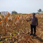 Polri Dukung Astacita, Polsek jenu Polres Tuban Turun Cek Tanaman Jagung Warga di Desa Sumurgeneng