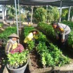 DUKUNG KETAHANAN PANGAN, BHABINKAMTIBMAS SUKA DAMAI SALURKAN BIBIT BUAH KEPADA MASYARAKAT