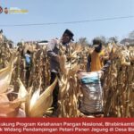 Mendukung Program Ketahanan Pangan, Bhabinkamtibmas Pendampingan Petani Panen Jagung
