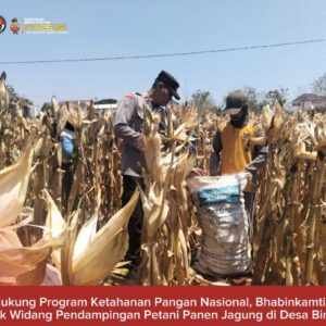 Mendukung Program Ketahanan Pangan, Bhabinkamtibmas Pendampingan Petani Panen Jagung