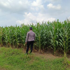 Polsek Tambakboyo Pantau Lahan Jagung Warga, Wujudkan Ketahanan Pangan dari Desa Mander