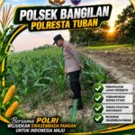 Polsek Bangilan Perkuat Ketahanan Pangan melalui Monitoring Tanaman Jagung