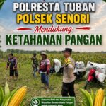 Anggota Bhabinkamtibmas Polsek Senori Polresta Tuban Turun ke ladang, Bantu Warga Desa Jatisari Panen Jagung