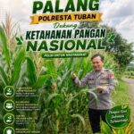 Dukung Astacita, Polsek Palang Polresta Tuban Pantau Langsung Lahan Jagung milik warga Desa Wangun