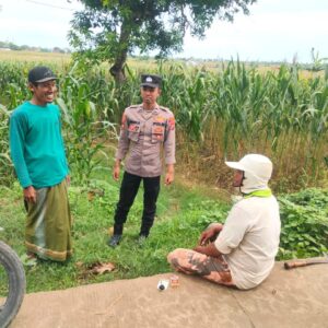 Polsek Tambakboyo Dialogis di Tepi Ladang Jagung, Jaga Kamtibmas dan Dukung Petani