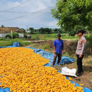 ​Dukung Ketahanan Pangan, Bripda Gustian Polsek Bancar Sambangi Petani dan Monitor Panen Jagung di Desa Pugoh
