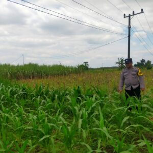 Polsek Jatirogo Turun ke Lahan produktif Desa Demit Wujudkan Dukungan Astacita Swasembada Pangan