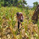 ANGGOTA POLSEK GRABAGAN SAMBANG DESA BINAAN, PANTAU LAHAN JAGUNG DAN MEMASTIKAN SISTEM IRIGASI MASIH LANCAR