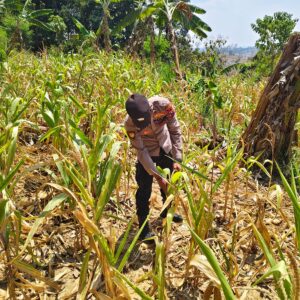 ANGGOTA POLSEK GRABAGAN SAMBANG DESA BINAAN, PANTAU LAHAN JAGUNG DAN MEMASTIKAN SISTEM IRIGASI MASIH LANCAR