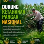 Polsek Tuban Dukung Ketahanan Pangan Nasional, Pantau Langsung Lahan Jagung Warga