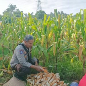 Langkah Konkret Polsek Batulayar Ajak Warga Sandik Ciptakan Pekarangan Produktif