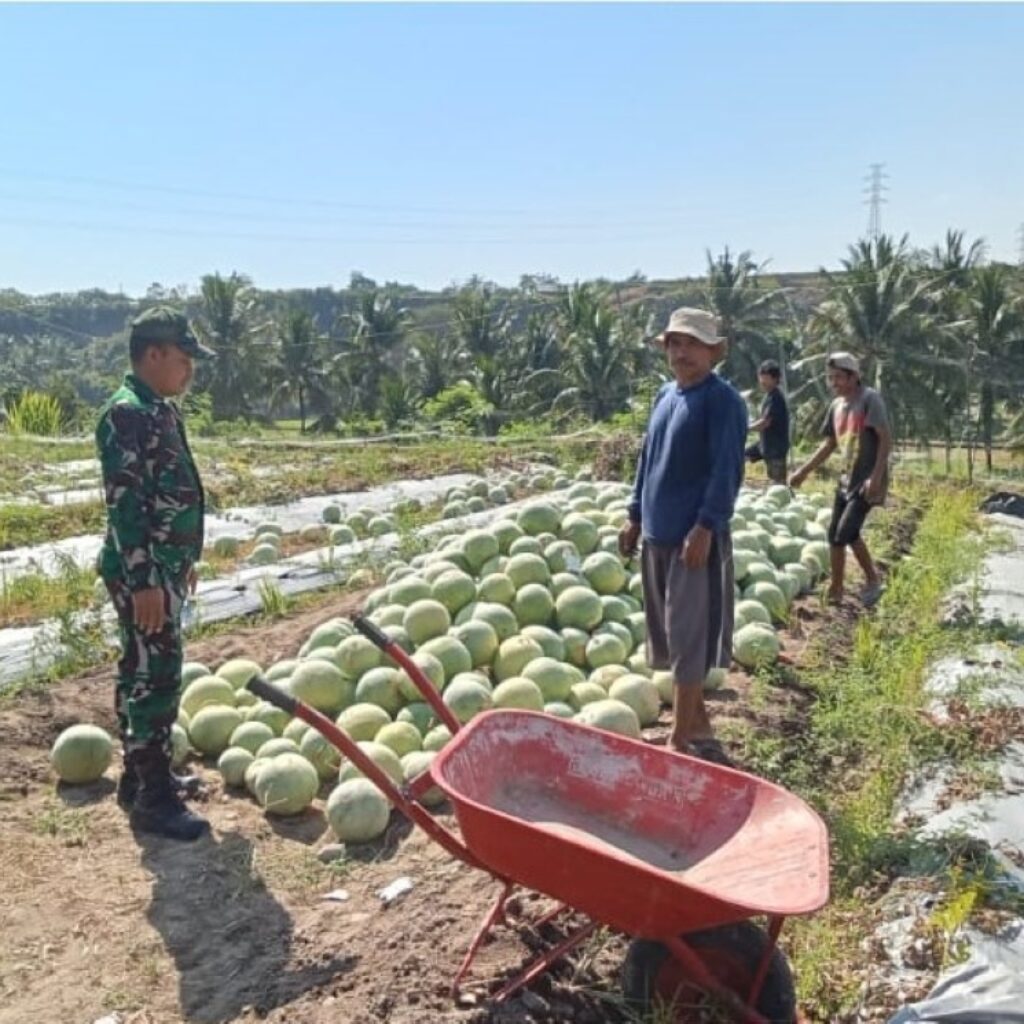 Babinsa Bayan Hadir Menguatkan Petani Wujudkan Swasembada Pangan Indonesia