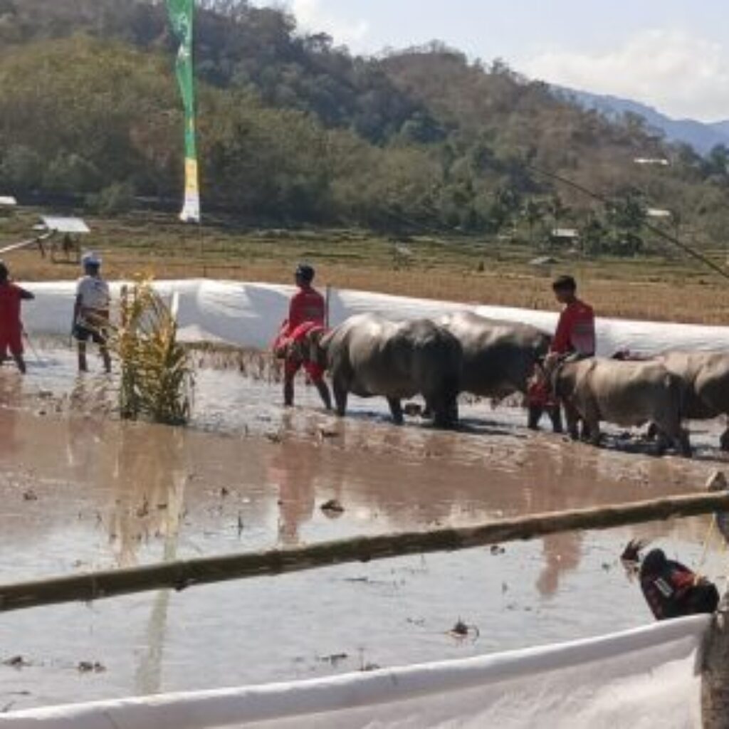 Polres Sumbawa Barat Pastikan Festival Barapan Kerbau Jereweh Berlangsung Aman dan Kondusif.