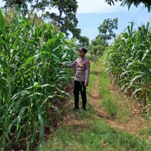 Dukung Ketahanan Pangan, Bhabinkamtibmas Polsek Tambakboyo Tinjau Lahan Jagung Milik Warga