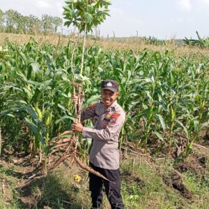 Polsek Tambakboyo Dukung Diversifikasi Pangan, Bhabinkamtibmas Tinjau Panen Singkong dan Jagung Warga
