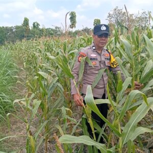 Dukung Astacita Presiden RI, Polisi Polsek Kenduruan Pantau Perkembangan Tanaman Jagung Warga