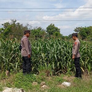 Mendukung Program Ketahanan Pangan, Bhabinkamtibmas Monitoring Pertumbuhan Jagung