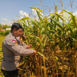Dukung Ketahanan Pangan, Bhabinkamtibmas Polres Bima Kota Bantu Warga Panen Jagung