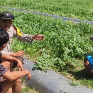 Dukung Ketahanan Pangan, Bhabinkamtibmas Mapin Sambangi Petani Semangka dan Beri Motivasi Perawatan Lahan