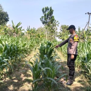 DUKUNG PROGRAM ASTACITA, BHABINKAMTIBMAS DESA PACING POLSEK PARENGAN POLRESTA TUBAN LAKSANAKAN SAMBANG TANAMAN JAGUNG MILIK PETANI DI DESA PACING KEC. PARENGAN.