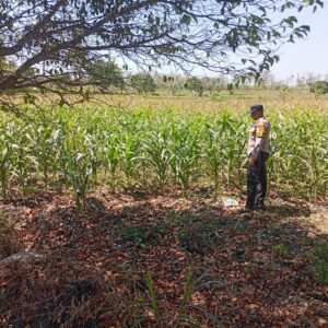 Polsek Jatirogo Turun ke Lahan produktif Desa Sidomulyo Wujudkan Dukungan Astacita Swasembada Pangan