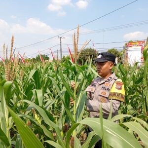Dukung Astacita Presiden RI, Bhabinkamtibmas Polsek Kenduruan Polresta Tuban Turun Langsung Mengecek Tanaman Jagung Warga .