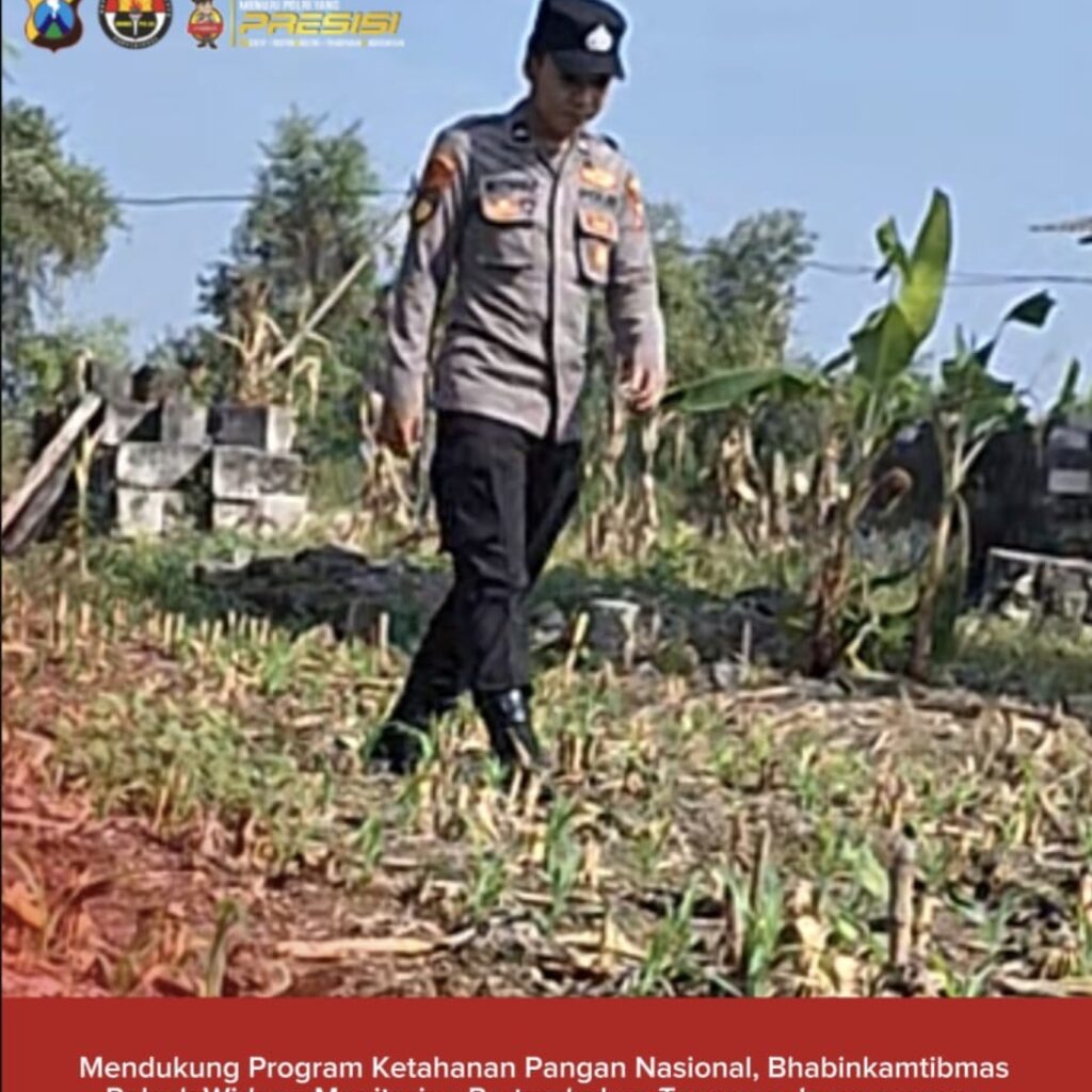 Mendukung Program Ketahanan Pangan, Bhabinkamtibmas Monitoring Pertumbuhan Jagung