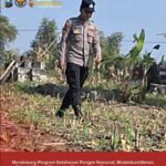 Mendukung Program Ketahanan Pangan, Bhabinkamtibmas Monitoring Pertumbuhan Jagung