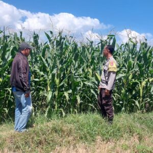 Dukung Ketahanan Pangan, Bhabinkamtibmas Jurumapin Sambangi Petani Jagung dan Pantau Perkembangan Lahan