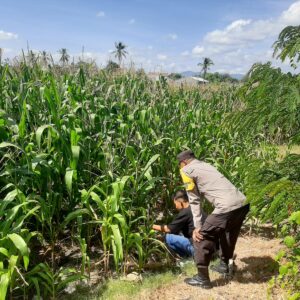 Dukung Ketahanan Pangan, Bhabinkamtibmas Desa Lab. Sumbawa Sambangi Warga Pengepul dan Petani Holtikultura
