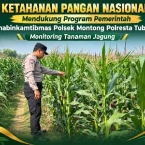Polsek Montong Polresta Tuban Turun Cek Tanaman jagung Warga di Desa Pucangan