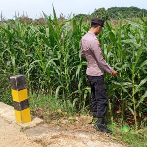 Polsek Tambakboyo Cek Pertumbuhan Jagung, Dukung Program Ketahanan Pangan