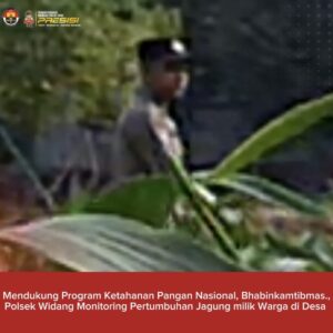 Mendukung Program Ketahanan Pangan, Bhabinkamtibmas Monitoring Pertumbuhan Jagung