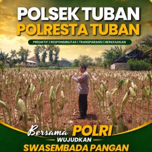 Polsek Tuban Pantau Lahan Jagung, Dukung Ketahanan Pangan Berkelanjutan