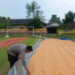 Dukung Ketahanan Pangan Nasional, Bripda Dodi Monitoring Hasil Panen Jagung di Desa Tergambang