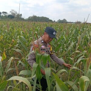 Dukung Astacita Presiden, Petugas Polmas Polsek Kenduruan Polresta Tuban Cek Langsung Lahan Jagung Warga