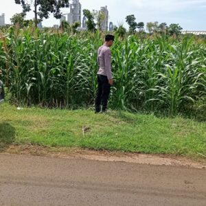 Polsek Tambakboyo Monitoring Lahan Jagung, Wujudkan Ketahanan Pangan di Wilayah