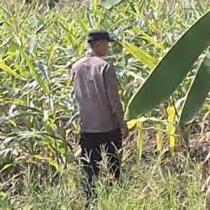 Mendukung Program Ketahanan Pangan, Bhabinkamtibmas Monitoring Pertumbuhan Jagung