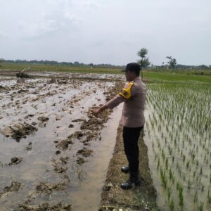 Bhabinkamtibmas Polsek Tambakboyo Monitoring Lahan Pertanian, Dukung Program Ketahanan Pangan