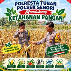 Unit Binmas Polsek Senori Polresta Tuban Memantau Tanaman Jagung Milik Warga Desa Jatisari Kecamatan Senori Guna Mendukung Program Ketahanan Pangan